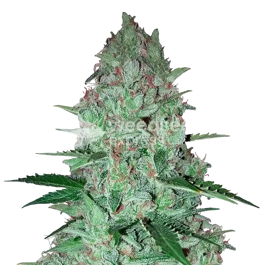 Larry OG seeds Australia