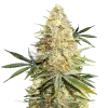Legend OG Seeds Australia