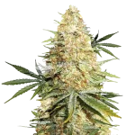 Legend OG Seeds Australia