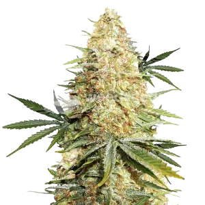 Legend OG Seeds Australia