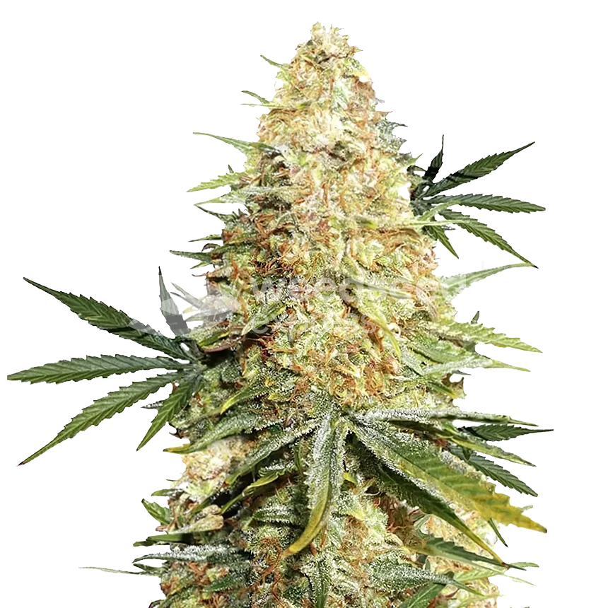 Legend OG Seeds Australia