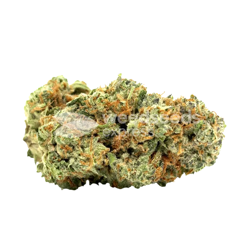 Lemon Tree Seeds Australia