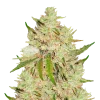 Lemon Tree Seeds Australia