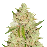 Lemon Tree Seeds Australia