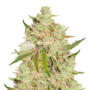 Lemon Tree Seeds Australia