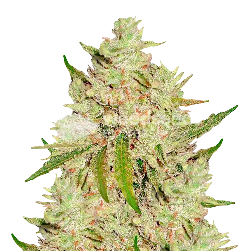 Lemon Tree Seeds Australia