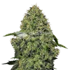 lithium og kush seeds australia