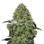 lithium og kush seeds australia