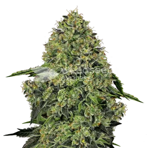 lithium og kush seeds australia