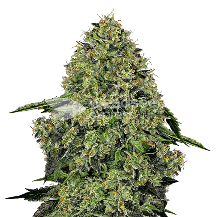 lithium og kush seeds australia
