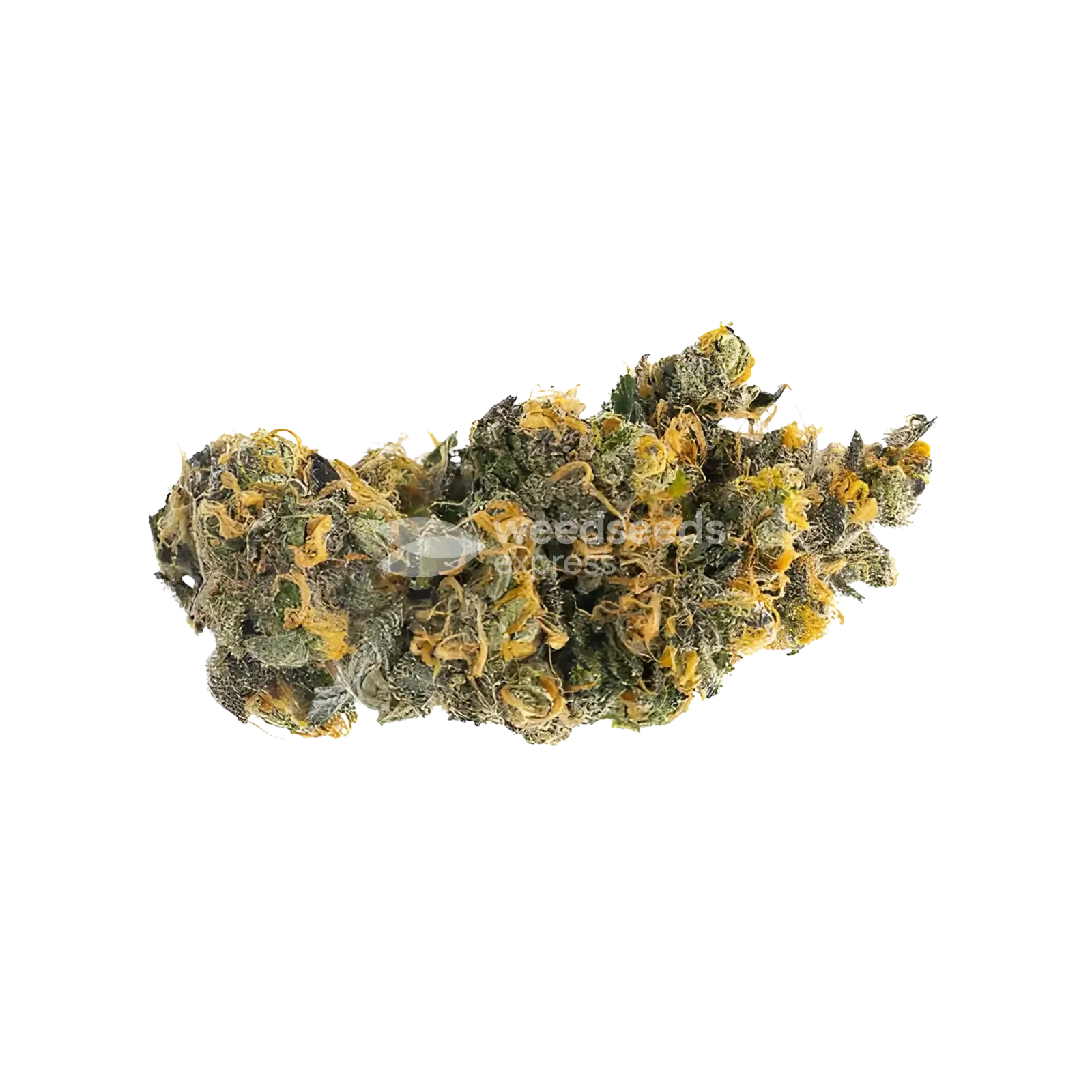 London Pound Cake Seeds Australia