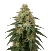 London Pound Cake Seeds Australia