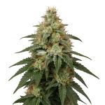 London Pound Cake Seeds Australia