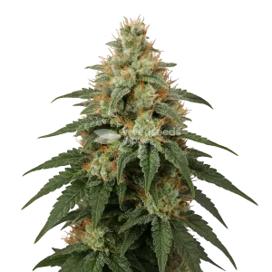 London Pound Cake Seeds Australia