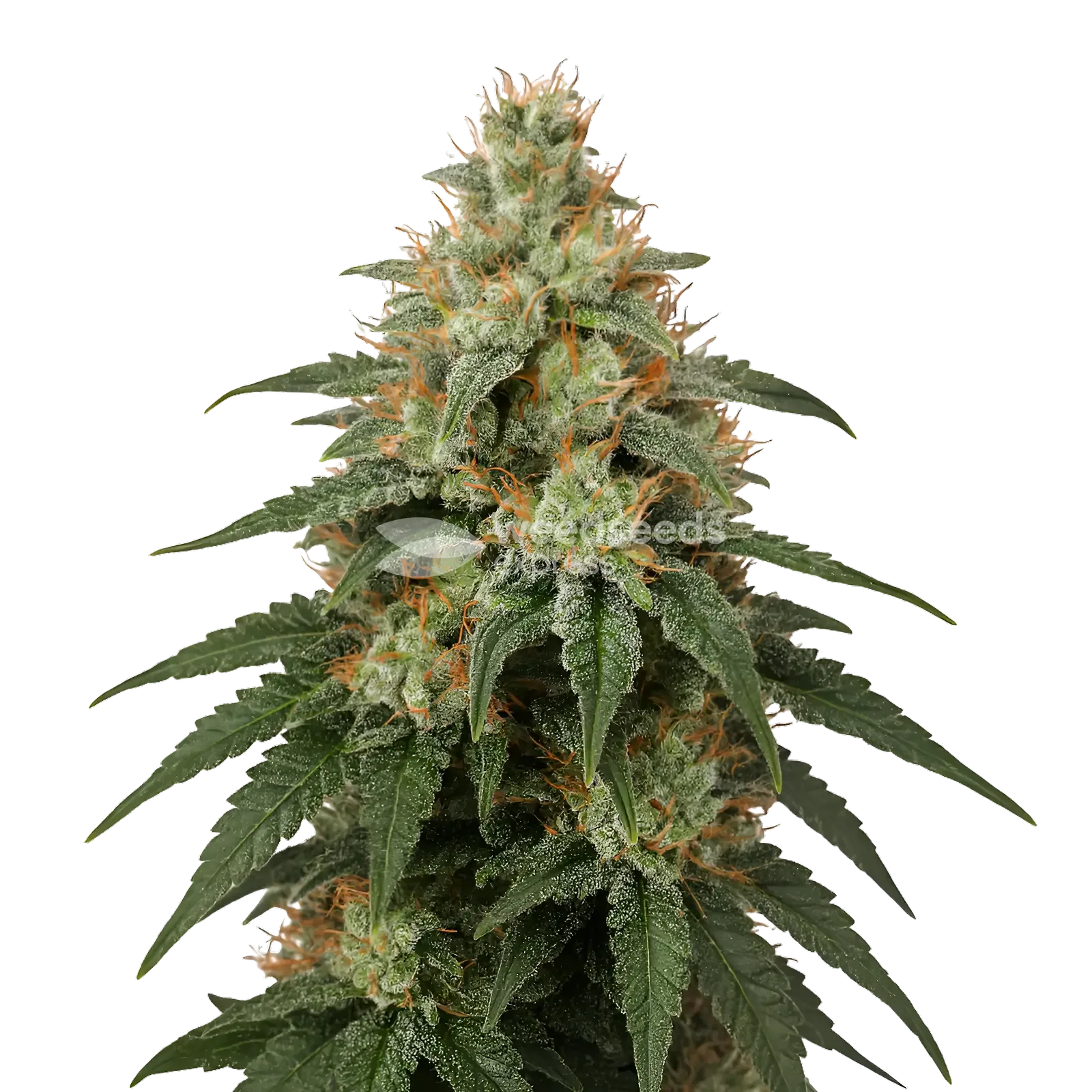 London Pound Cake Seeds Australia