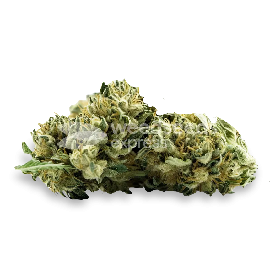 MAC 1 Seeds Australia