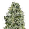 MAC 1 Seeds Australia