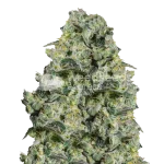 MAC 1 Seeds Australia