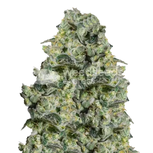 MAC 1 Seeds Australia