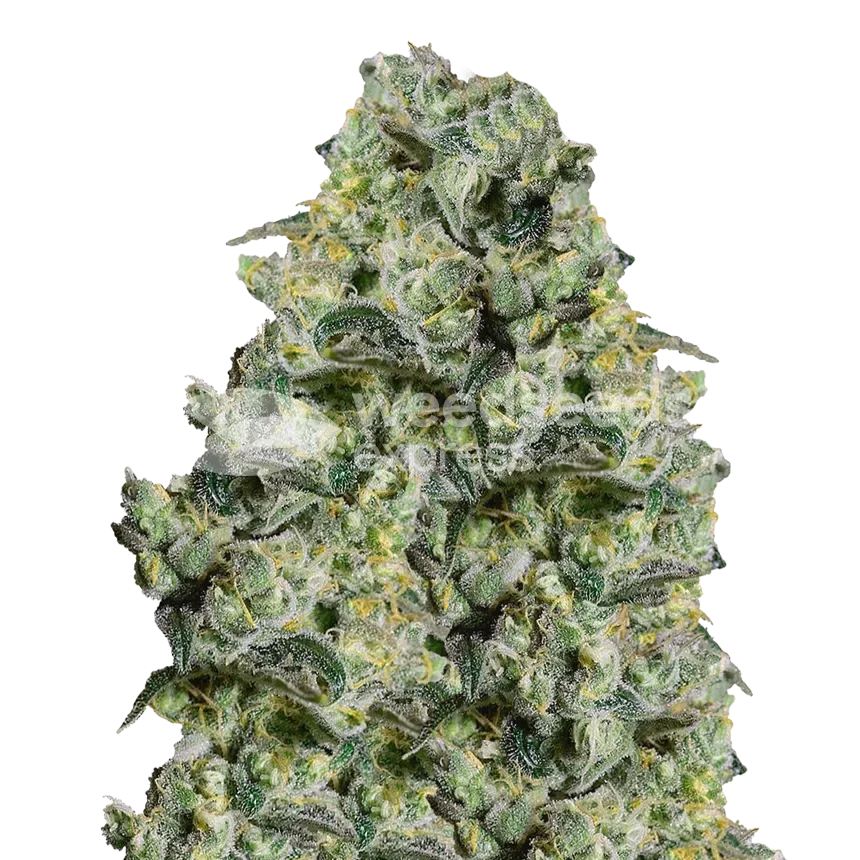 MAC 1 Seeds Australia