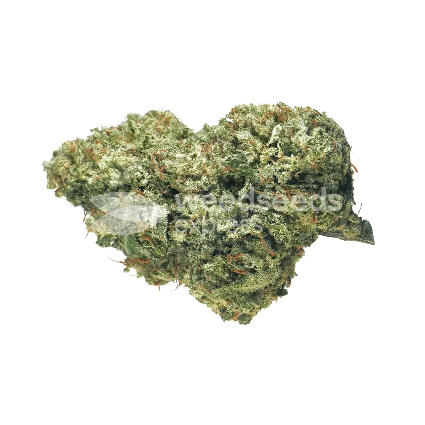 Mamba Negra CBD seeds Australia