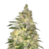Mamba Negra CBD seeds Australia