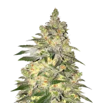 Mamba Negra CBD seeds Australia