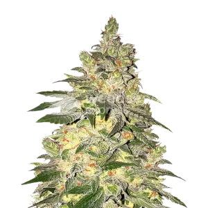 Mamba Negra CBD seeds Australia