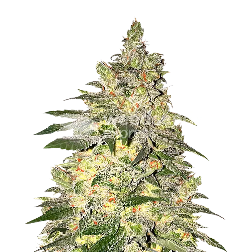 Mamba Negra CBD seeds Australia
