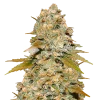 maple leaf seeds australia