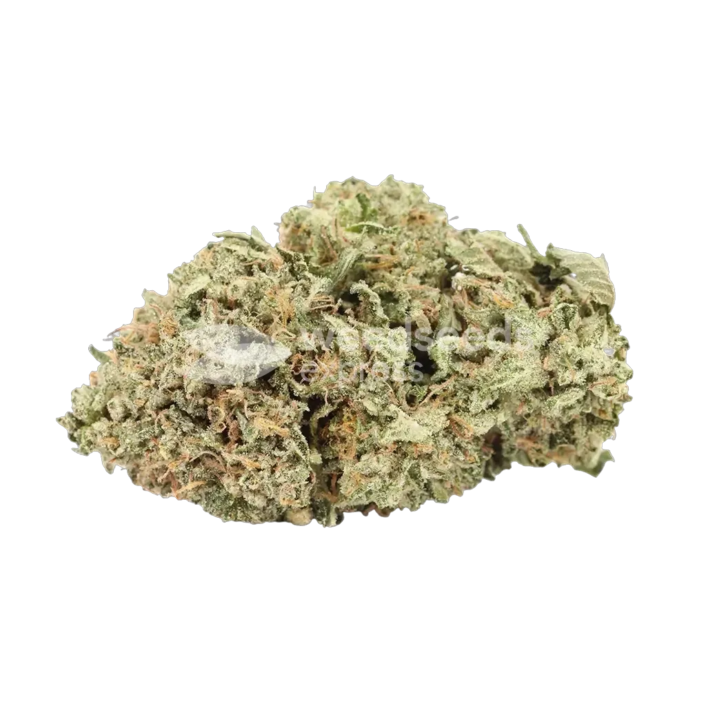 mk ultra seeds australia