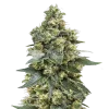 mk ultra seeds australia