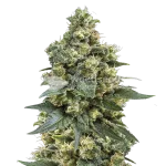 mk ultra seeds australia