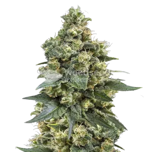 mk ultra seeds australia