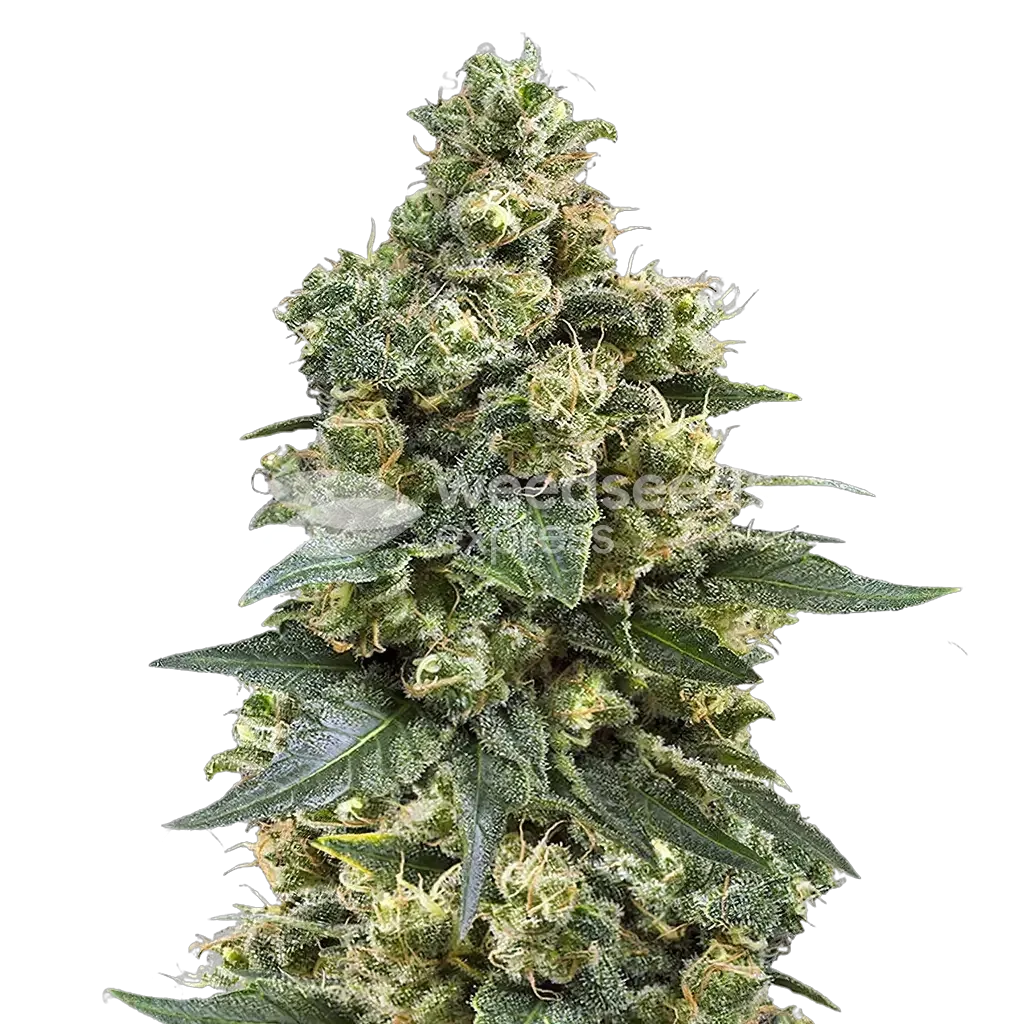 mk ultra seeds australia