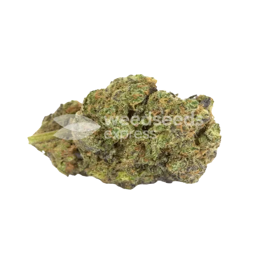 Neville's Haze seeds Australia