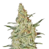 Neville's Haze seeds Australia