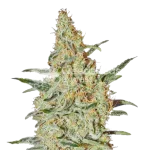 Neville's Haze seeds Australia