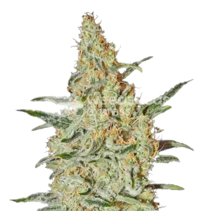 Neville's Haze seeds Australia