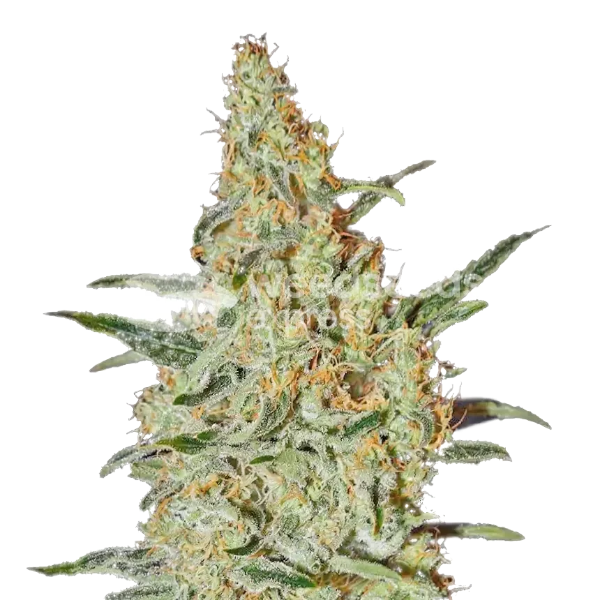 Neville's Haze seeds Australia