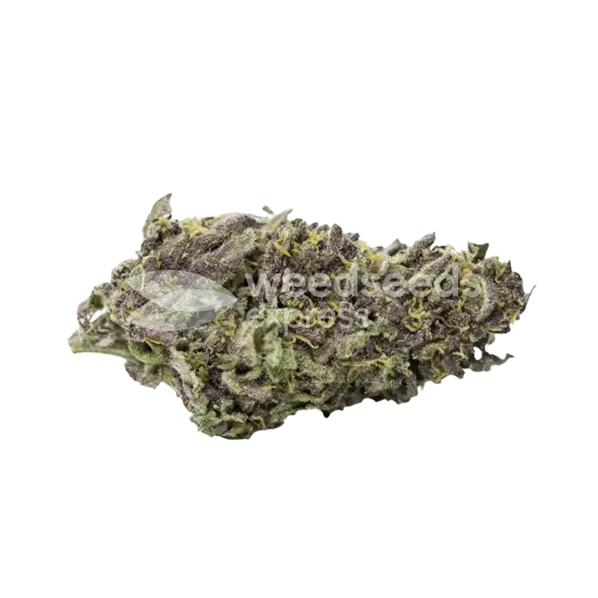 Pink Rozay Seeds Australia