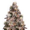 Pink Rozay Seeds, Feminized Seeds