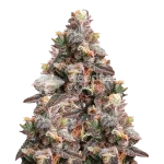 Pink Rozay Seeds, Feminized Seeds
