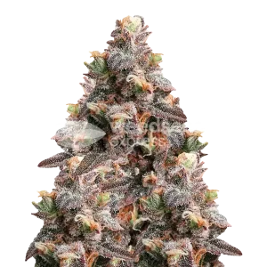 Pink Rozay Seeds, Feminized Seeds