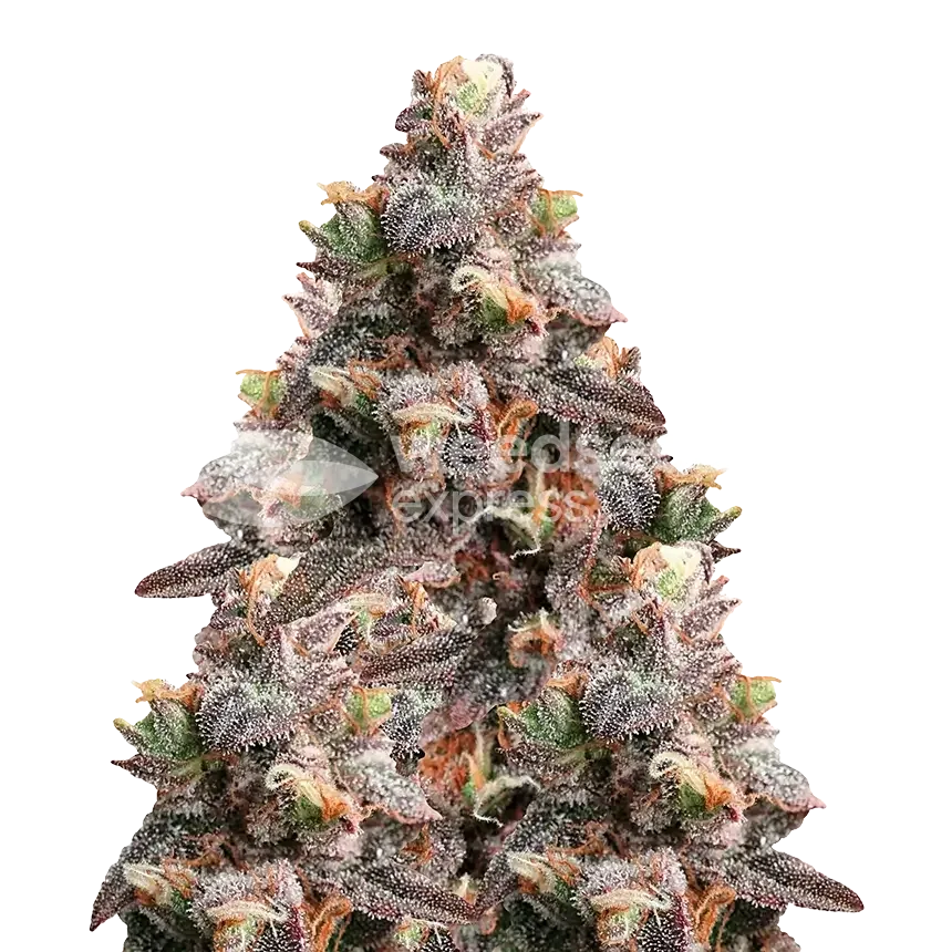 Pink Rozay Seeds, Feminized Seeds
