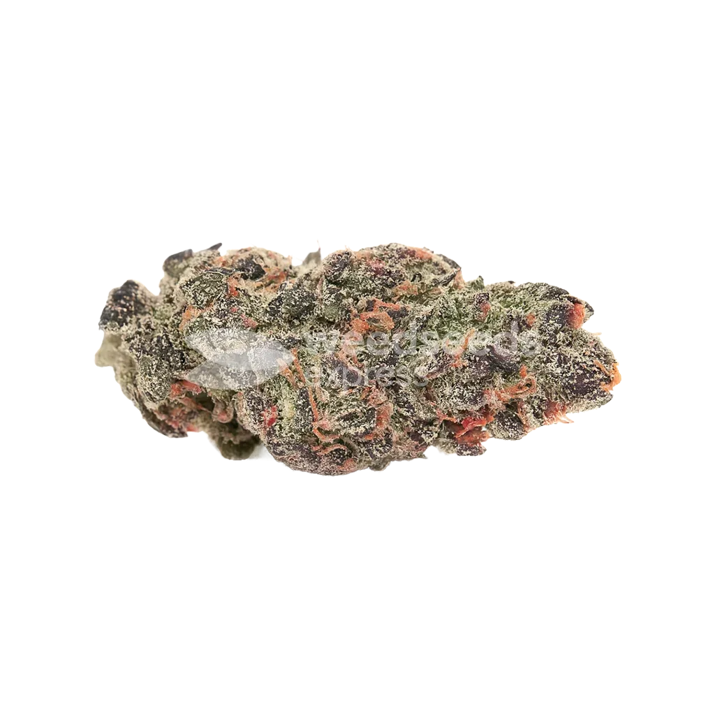 Pink Runtz Auto Seeds Australia