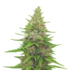 Pink Runtz Auto Seeds Australia