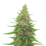 Pink Runtz Auto Seeds Australia