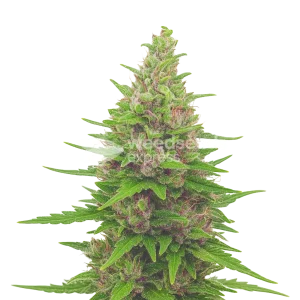 Pink Runtz Auto Seeds Australia