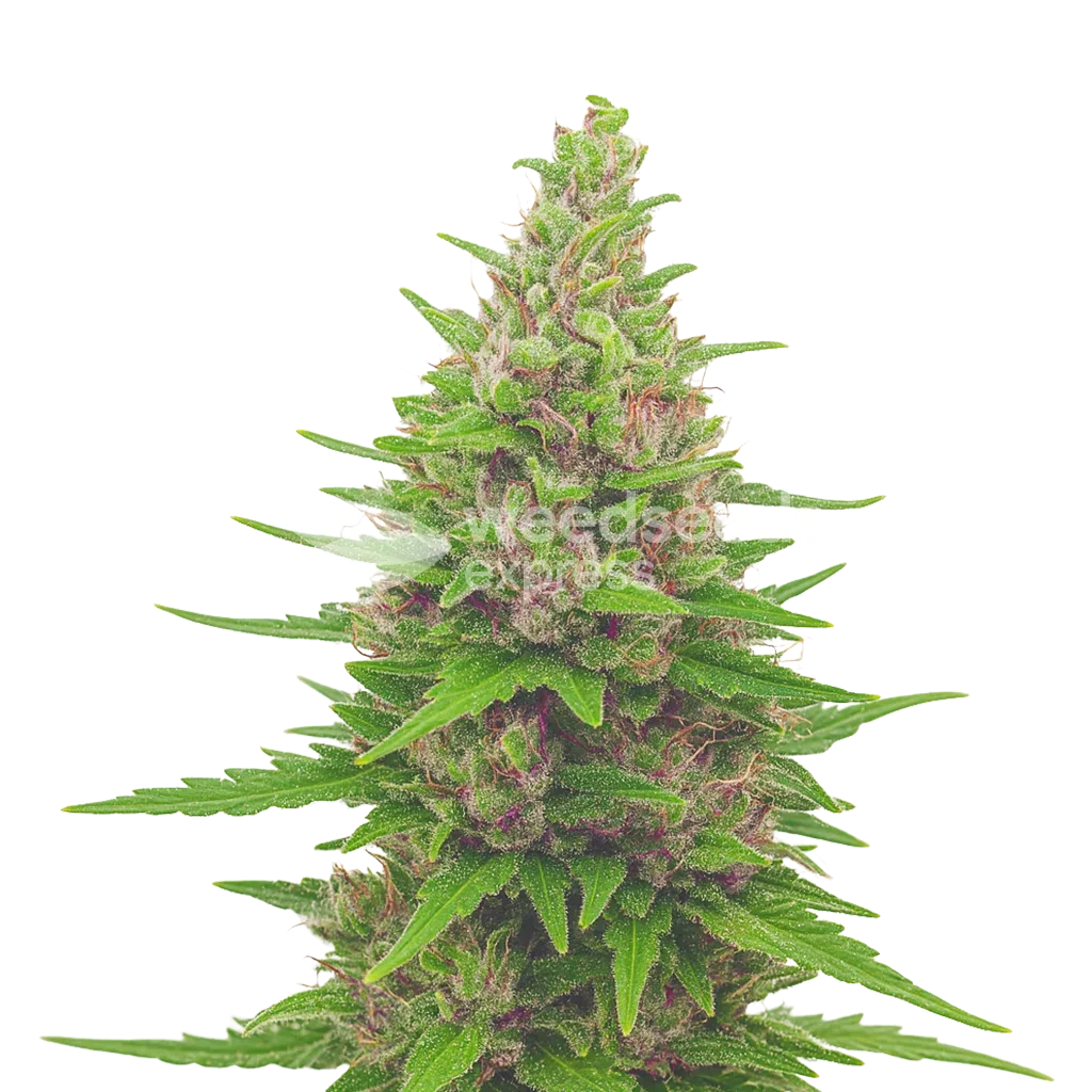 Pink Runtz Auto Seeds Australia